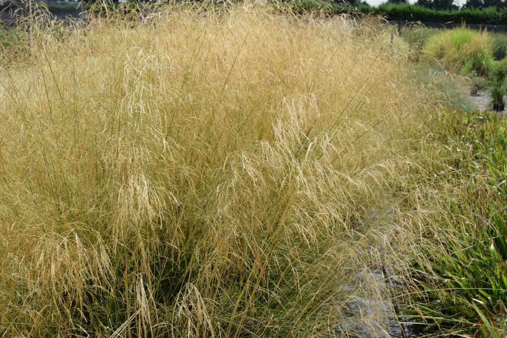 Deschampsia cespitosa 'Goldschleier' ---